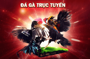 Trò chơi đá gà luôn được quan tâm đặc biệt