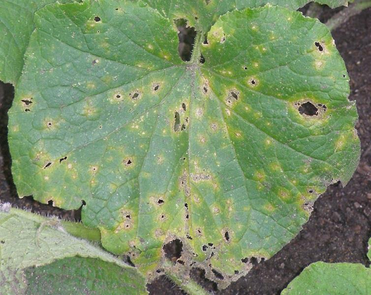manage pests and disease of plants