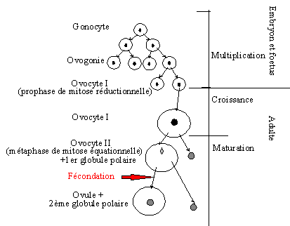 Fichier: Schéma général de l'ovogénèse.gif