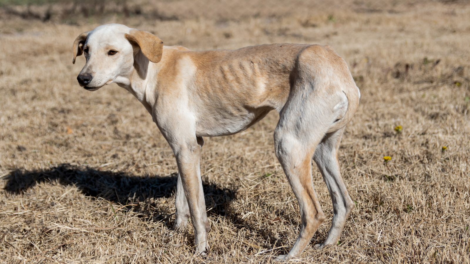 a thin dog standing in field that has gone a long time without regular meals