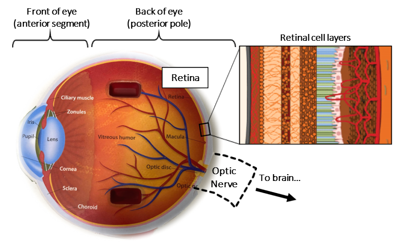 A cross-sectional diagram of the eye and retinal layers