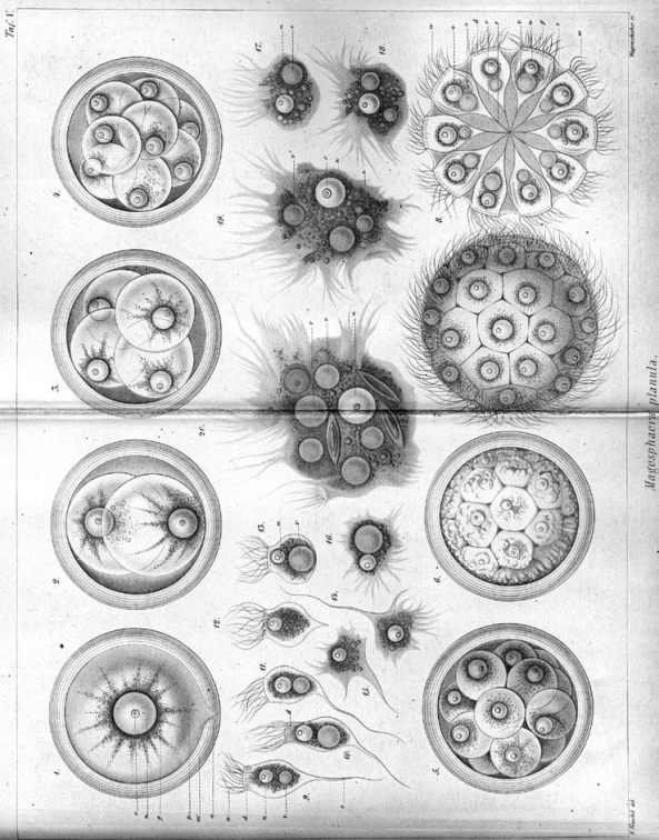 Magosphaera planula Haeckel, 1870. Total view of plate V from... | Download  Scientific Diagram