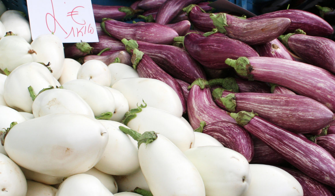 Selection of Eggplant Varieties Suitable for Square Foot Gardening
