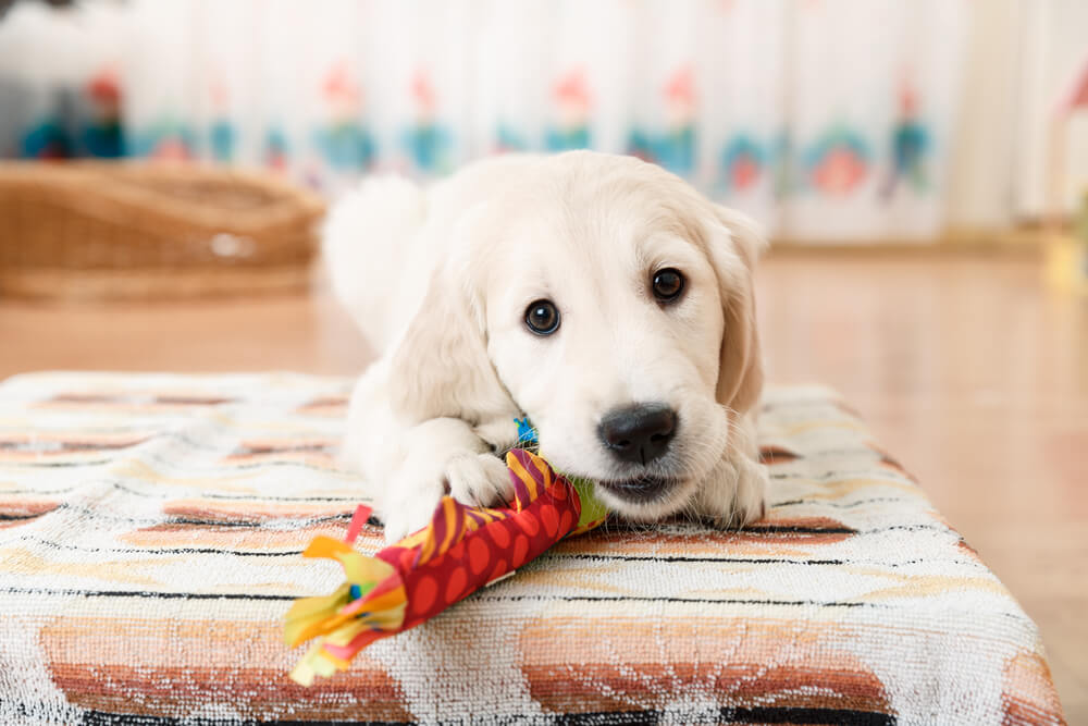 Use a great toy to keep your dog occupied while they are alone