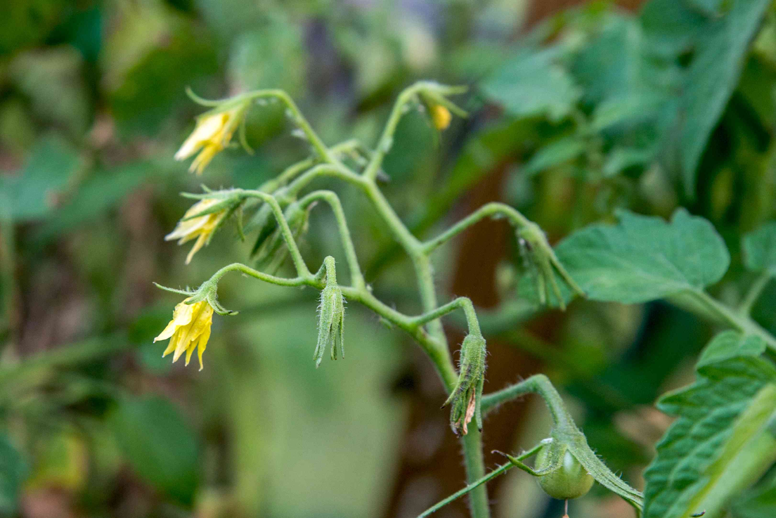 Why does tomato plant produce flowers but not fruits