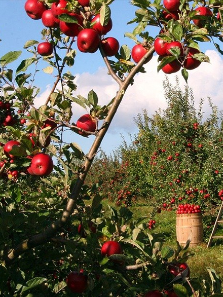 Apple (Malus domestica) | Extension | University of Nevada, Reno