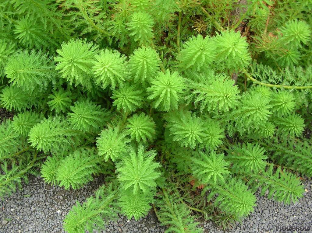 Cuidados de la planta acuatica Milhojas 