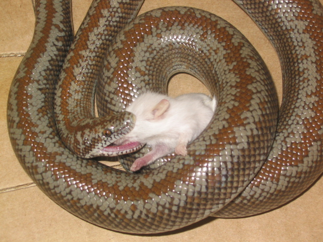 Rosy Boa eating a rat 