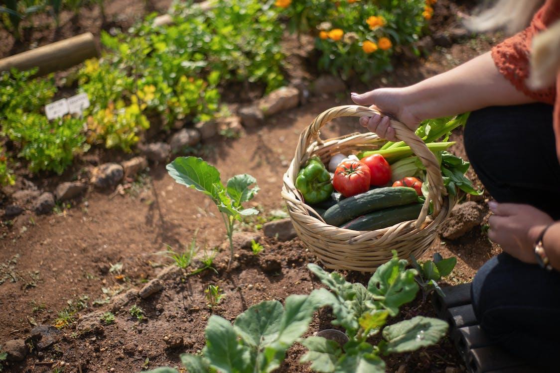 Free Person Holding a Basket at a Garden  Stock Photo