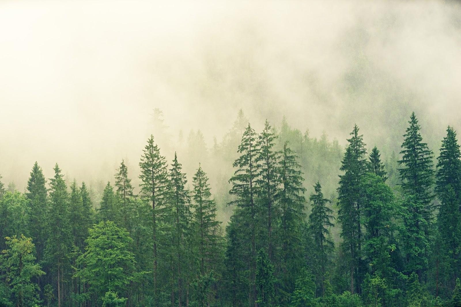 Wald mit Nebel