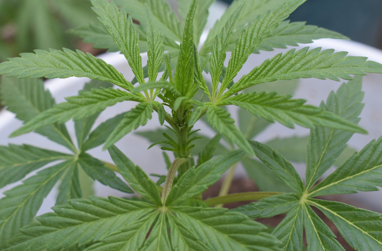 Cannabis leaves CBD
