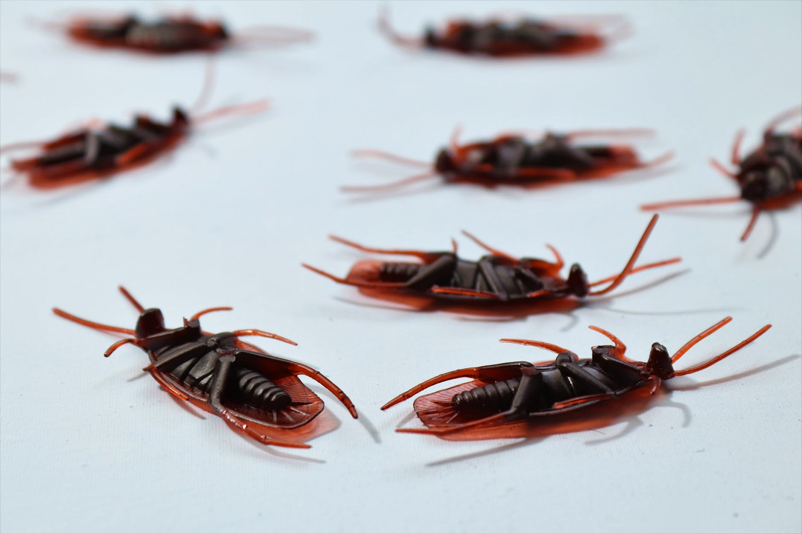 Fake toy cockroaches laid out on white table on backs.