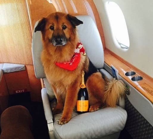 Chelsea Handler’s Dog In Her Private Flight