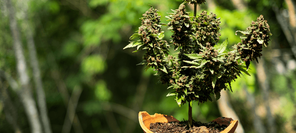 cannabis bonsai tree