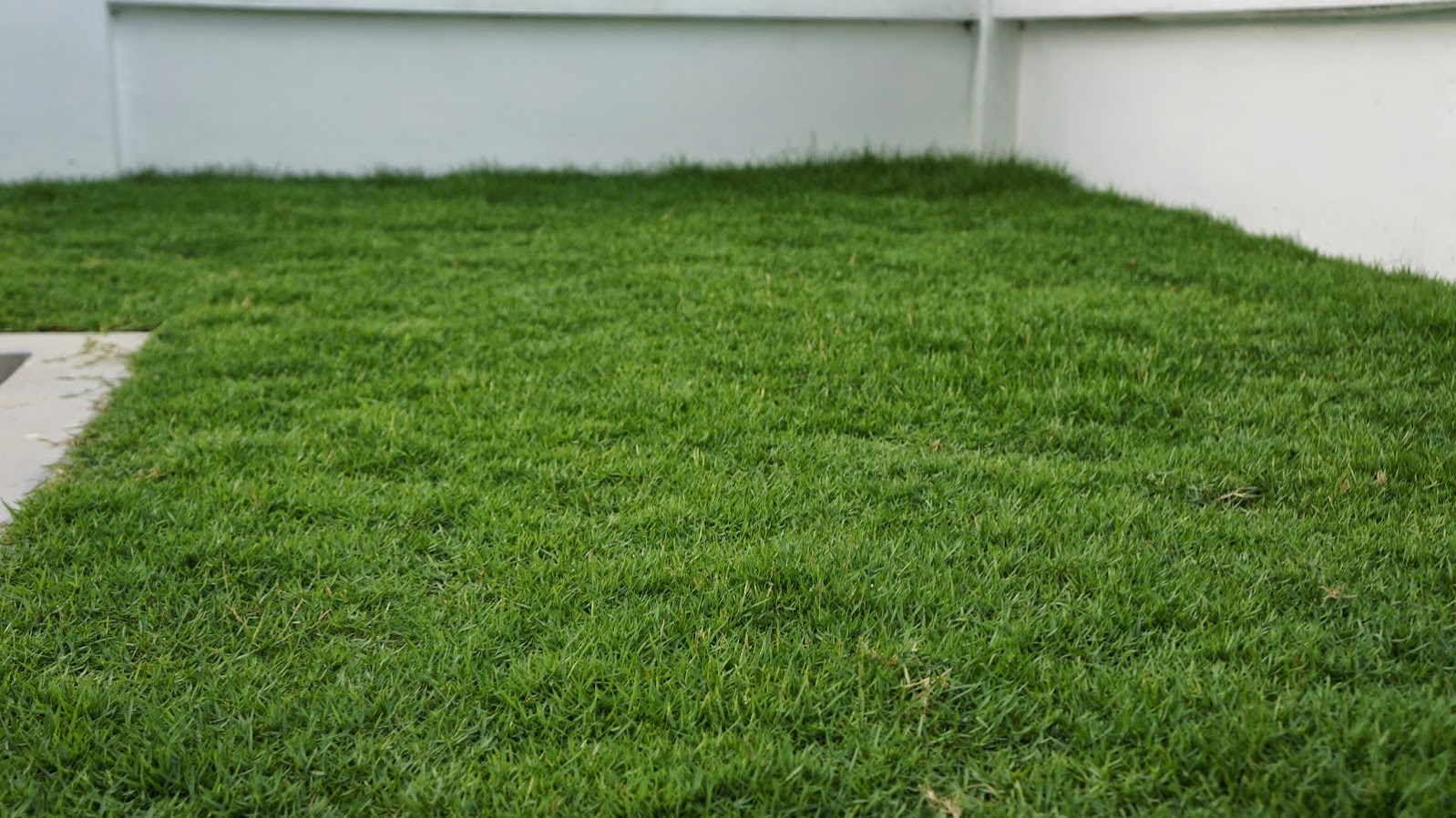 Landscaping - Carpet Grass - Update | Horizon Hills and ...