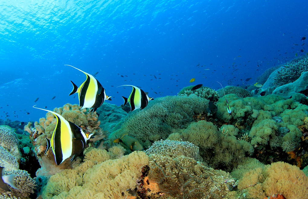 SeychellesDiving.png