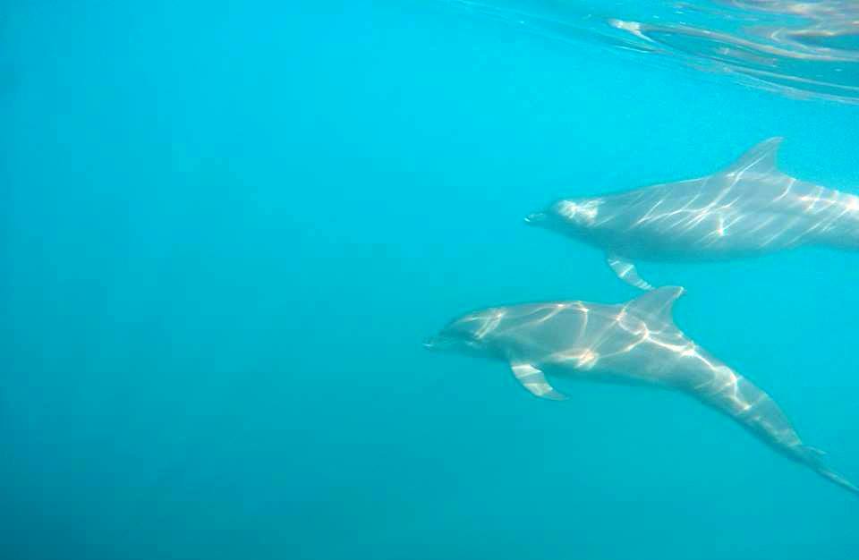 Dolphins at Nicuesa Lodge Golfo Dulce