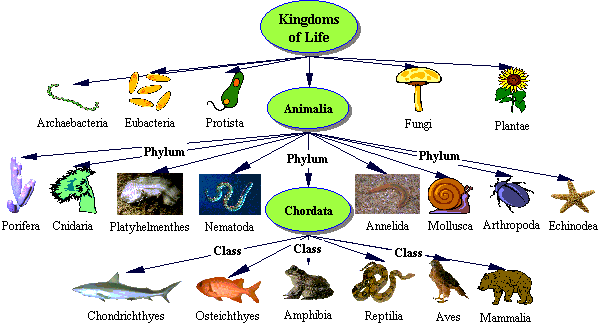 CA #28 - Classification Charts Show Relationships - Mr. Scheuch's