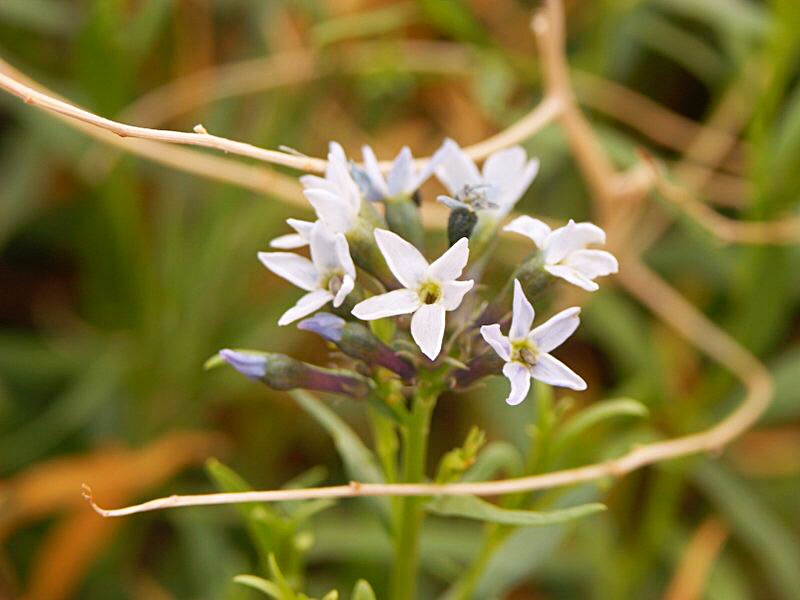 Sand Verbena - Great Lakes Sacred Essences