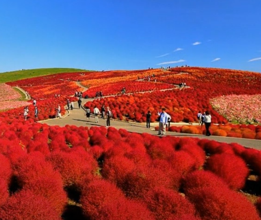 Kochia scoparia Burning Bush