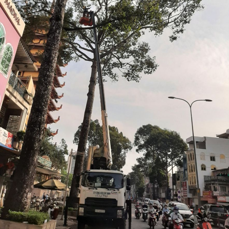 Dịch Vụ Cắt Cây Xanh Quận Tân Bình