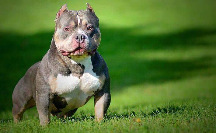 Bully Puppies