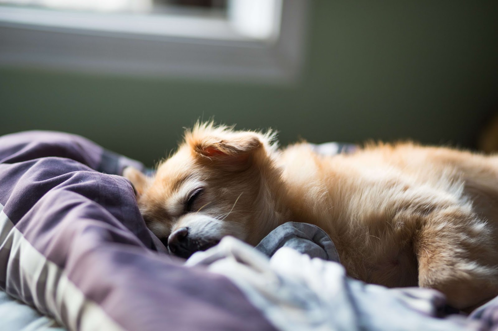 Why Does My Dog Sleep At My Feet?