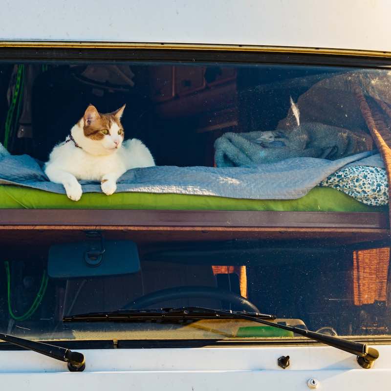 Creating the Best Cat RV Interior Experience