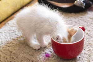 Can Cats Eat Mushrooms? Which mushrooms are deadly for cats?