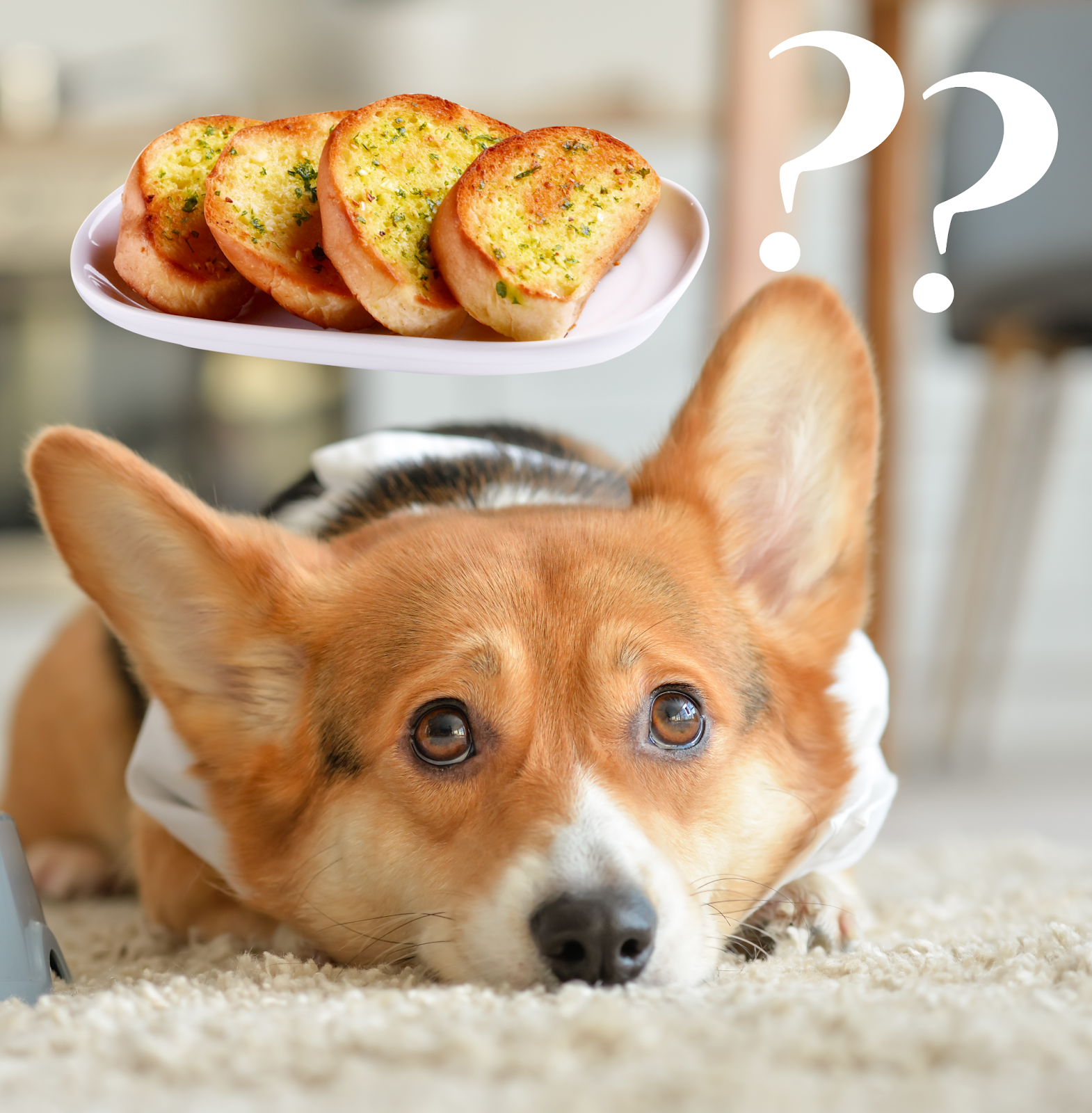 Can Dogs Eat Garlic Bread? Everything You Need to Know