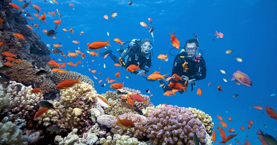 Trải nghiệm lặn ngắm san hô tại bán đảo Sơn Trà (Nguồn: Internet)