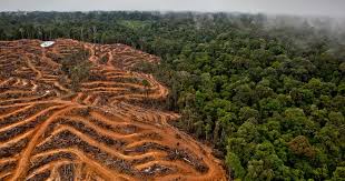Resultado de imagen de deforestacion