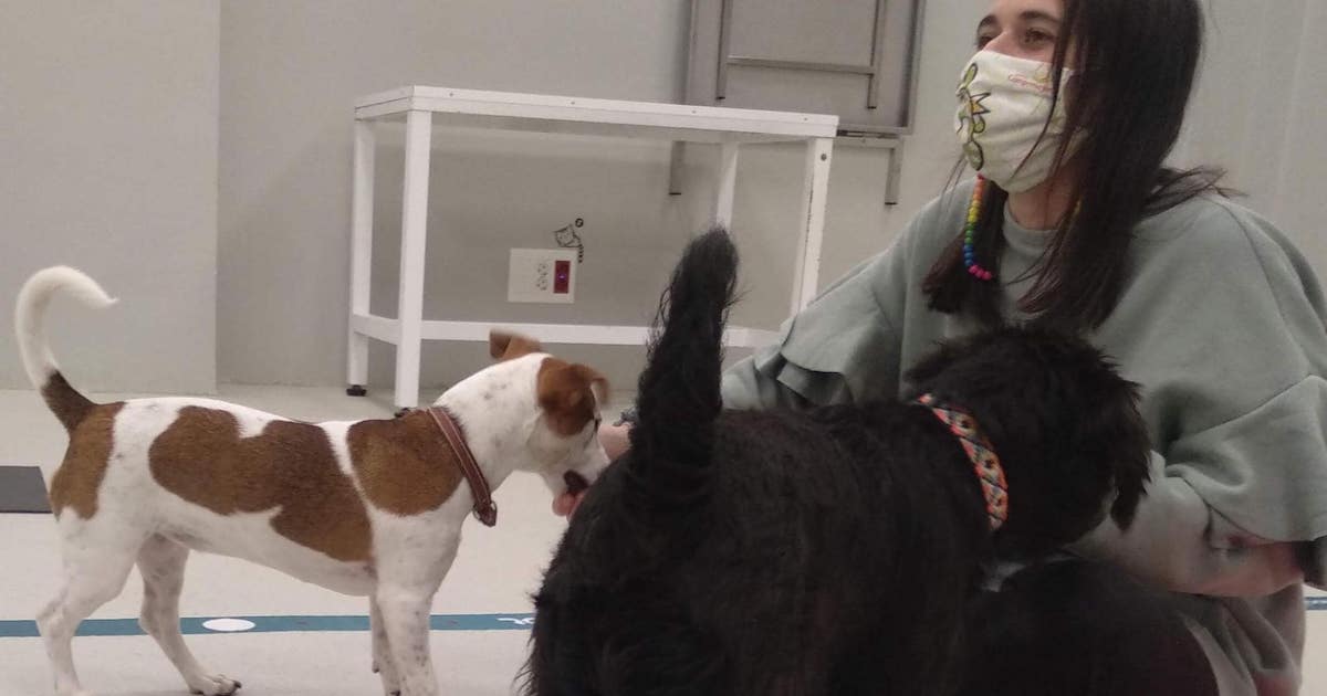 two puppies in training class