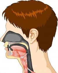 Image result for medical illustration images
