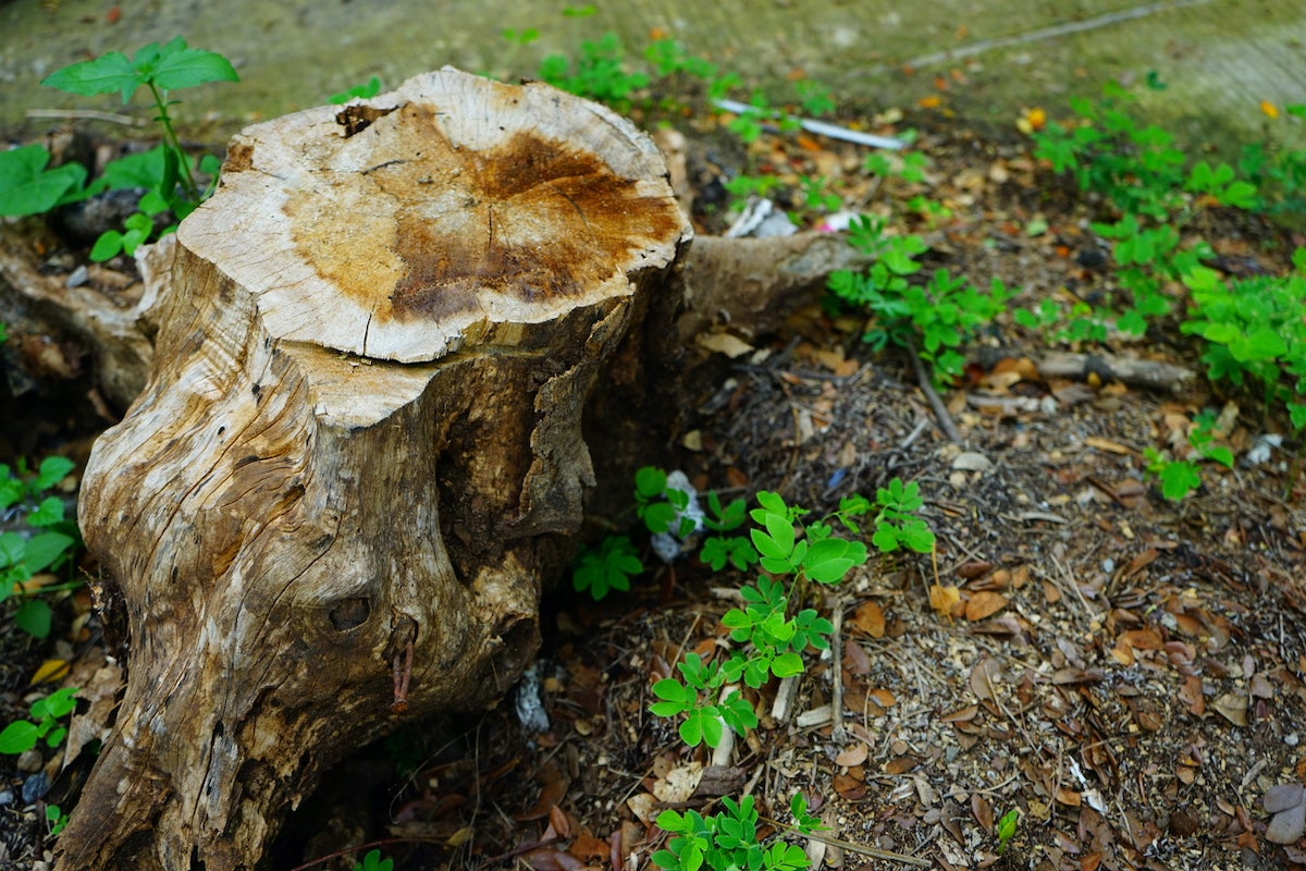 How much motor oil is needed to kill a tree stump