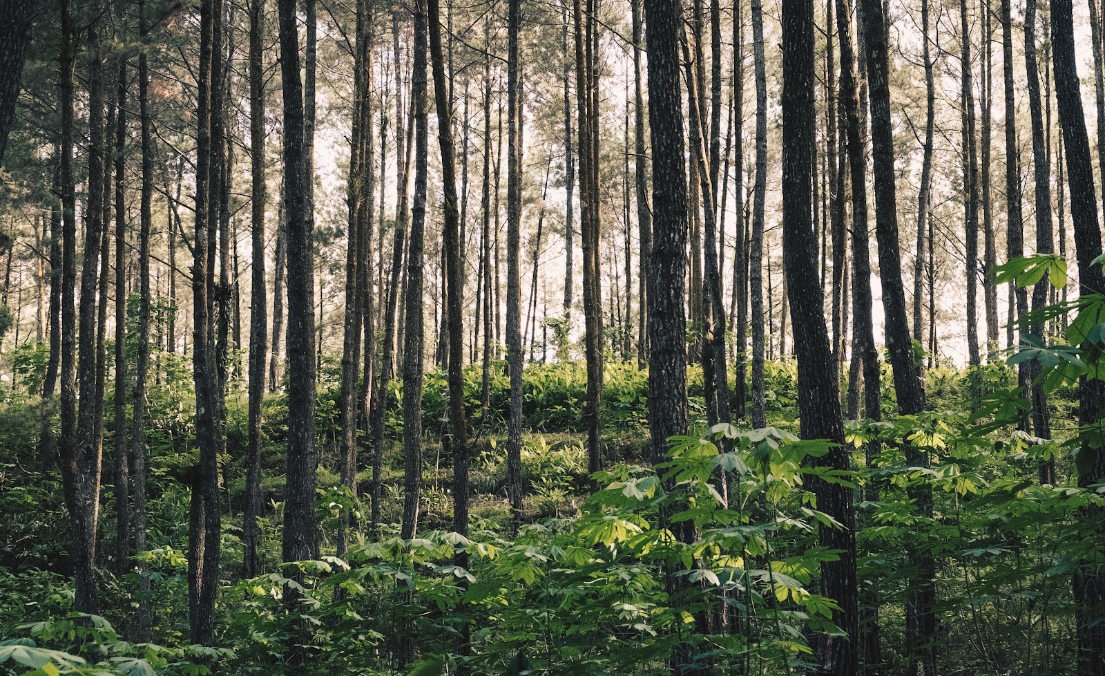 hutan pinus kragilan