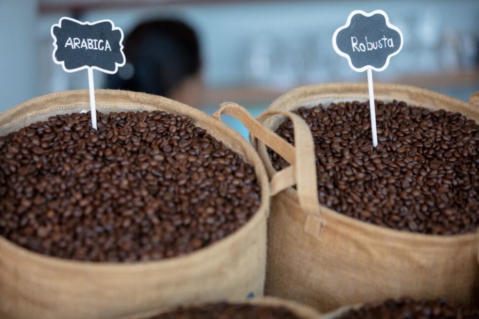 Harvesting ripe coffee beans
