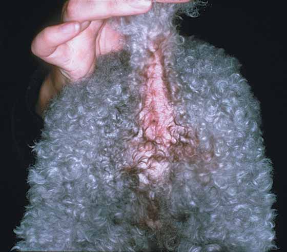 Alopecia perianal, eritema y coloración salivar en una hembra Poodle Toy atópica de 2 años de edad