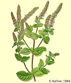 Mentha suaveolens