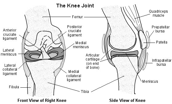 knee cross-section.jpg