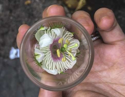 A passion fruit flower found during the tour.