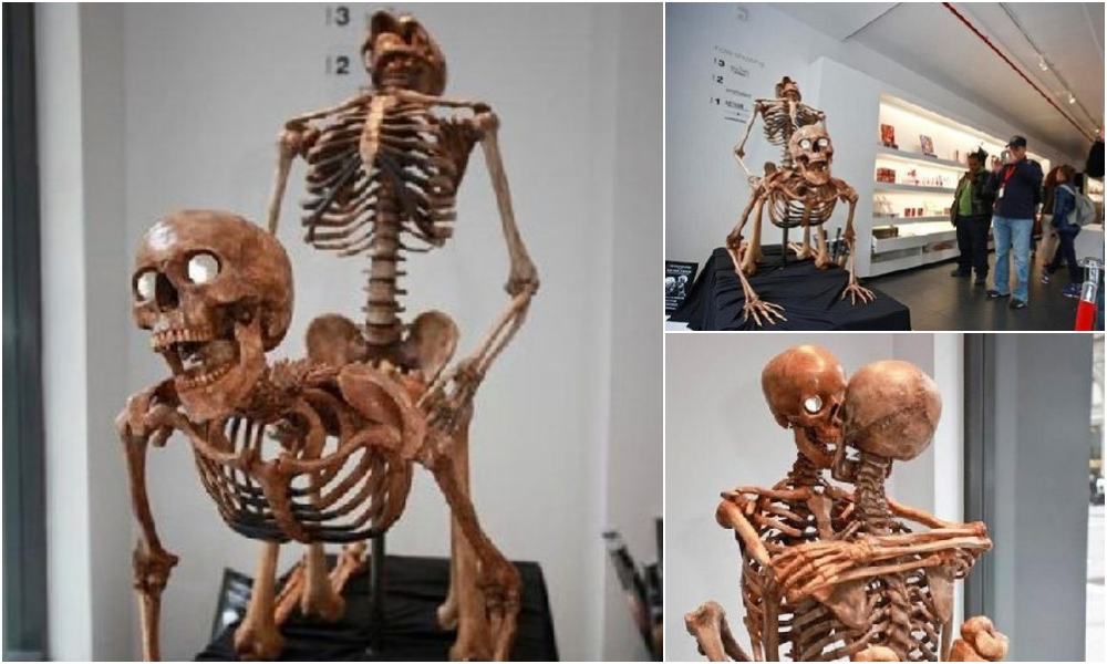 The mystery of fossil skeletons in a "sensitive" position