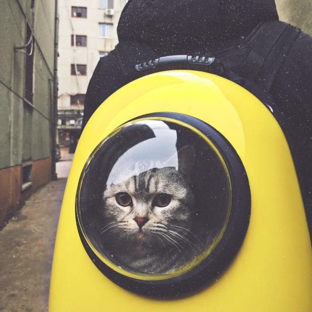 Gray tabby cat in yellow and black hand-case backpack