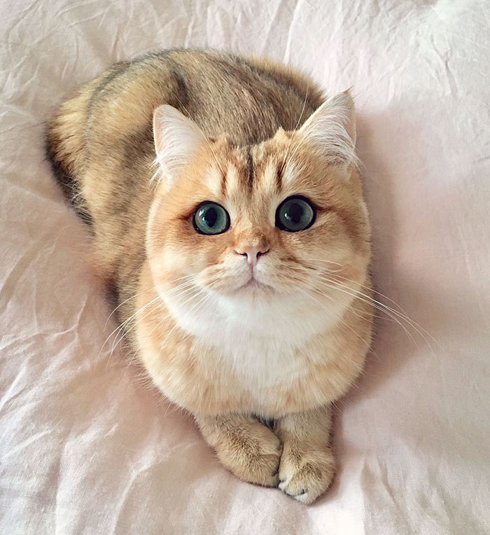 Golden British Shorthair Kitten Named Pumpkin With Flawless Winged Eyeliner