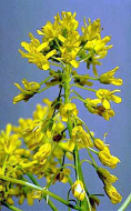 woad flower