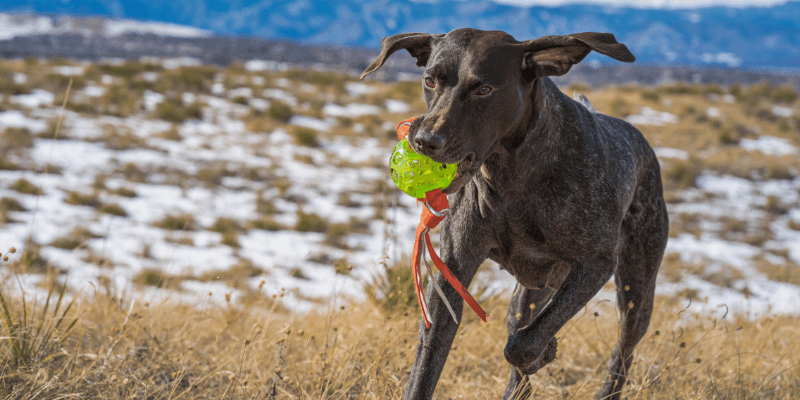 Dog playing fetch with a ball.