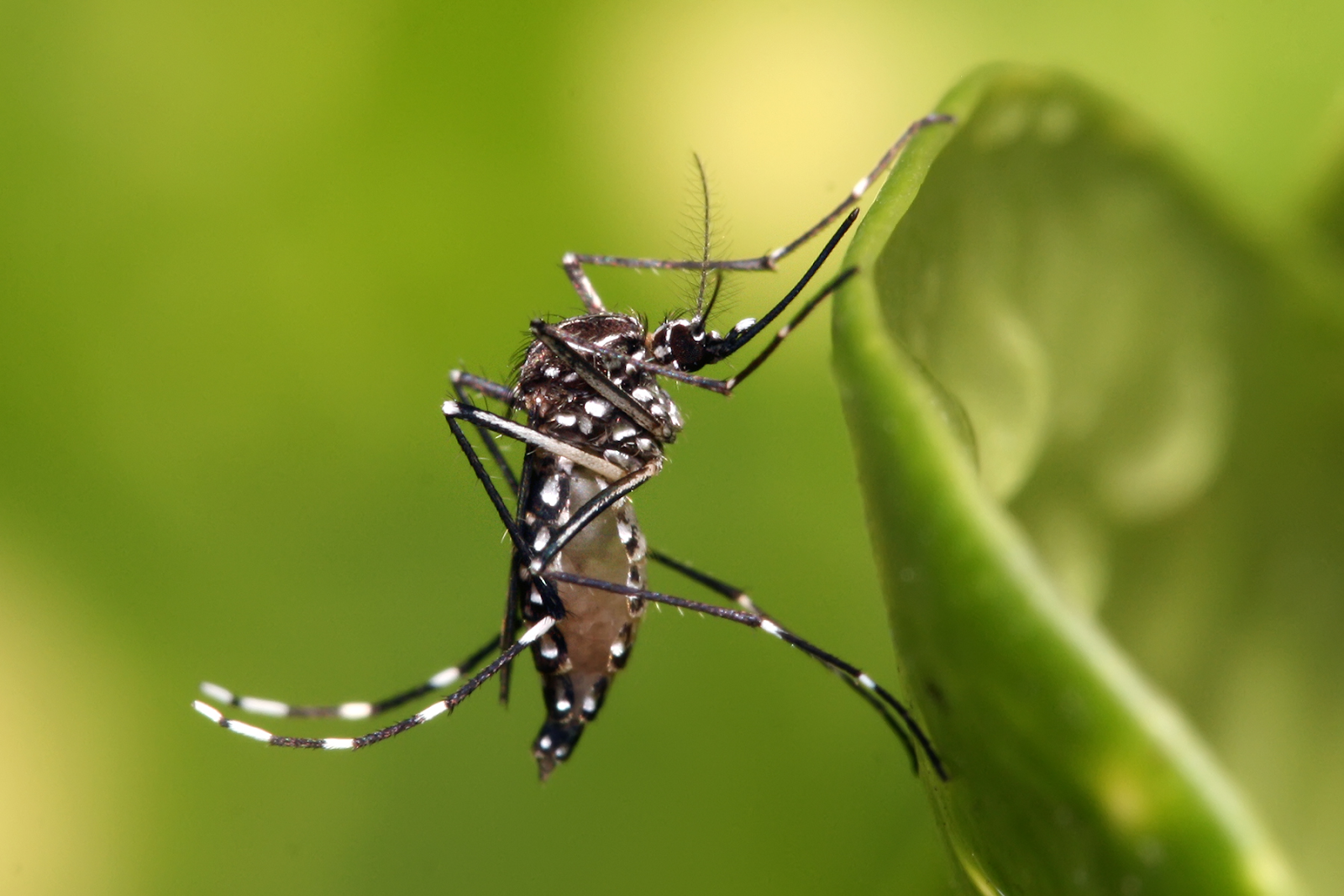 Loài muỗi Aedes (muỗi hoa)
