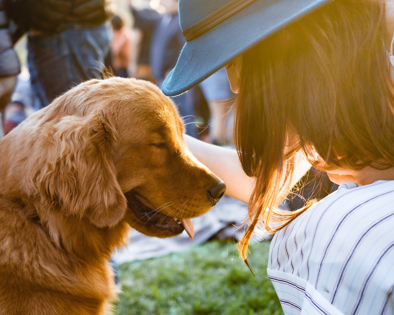 Diving into  the communication gap between pets and their human caregivers