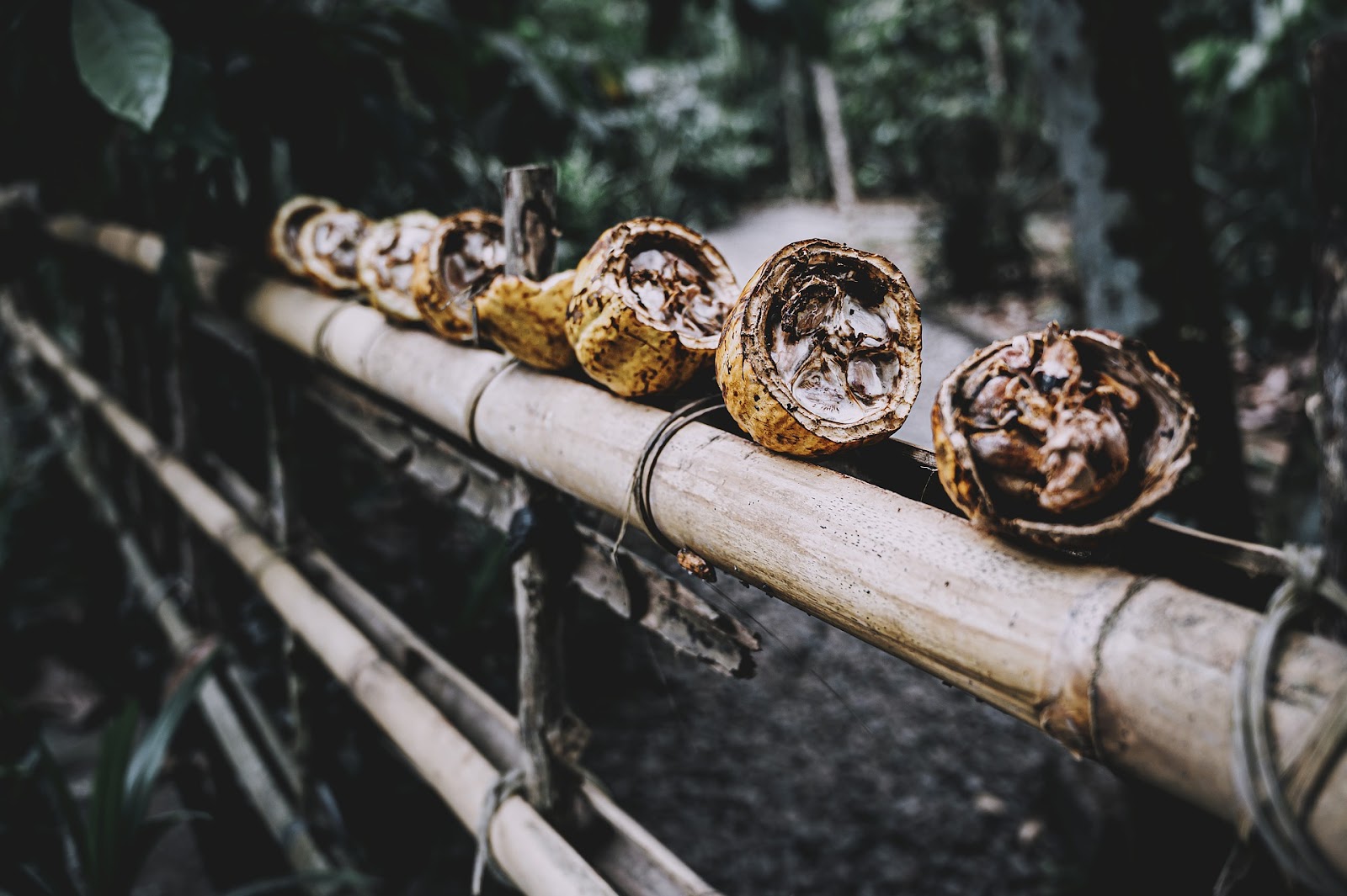 Cocoa seeds, Costa Rica