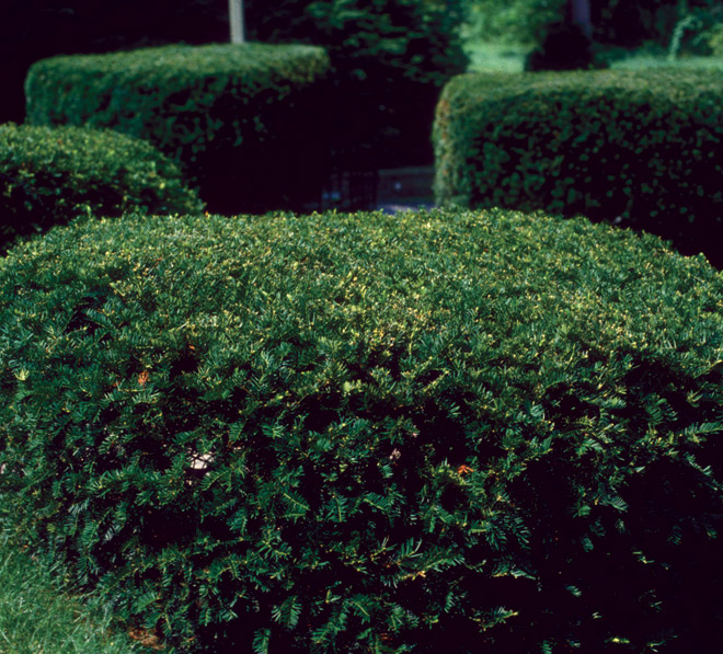 Taxus baccata.